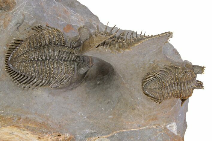 Triple Erbenochile Trilobite Association - Foum Zguid, Morocco #381177